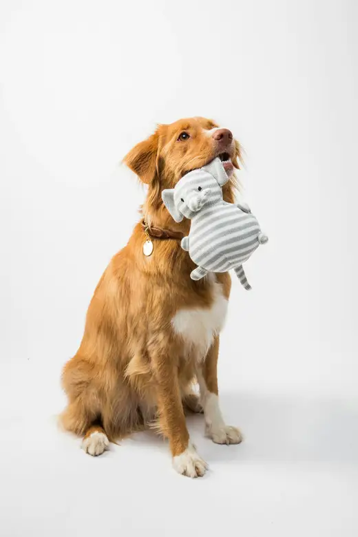 Pet Groomers